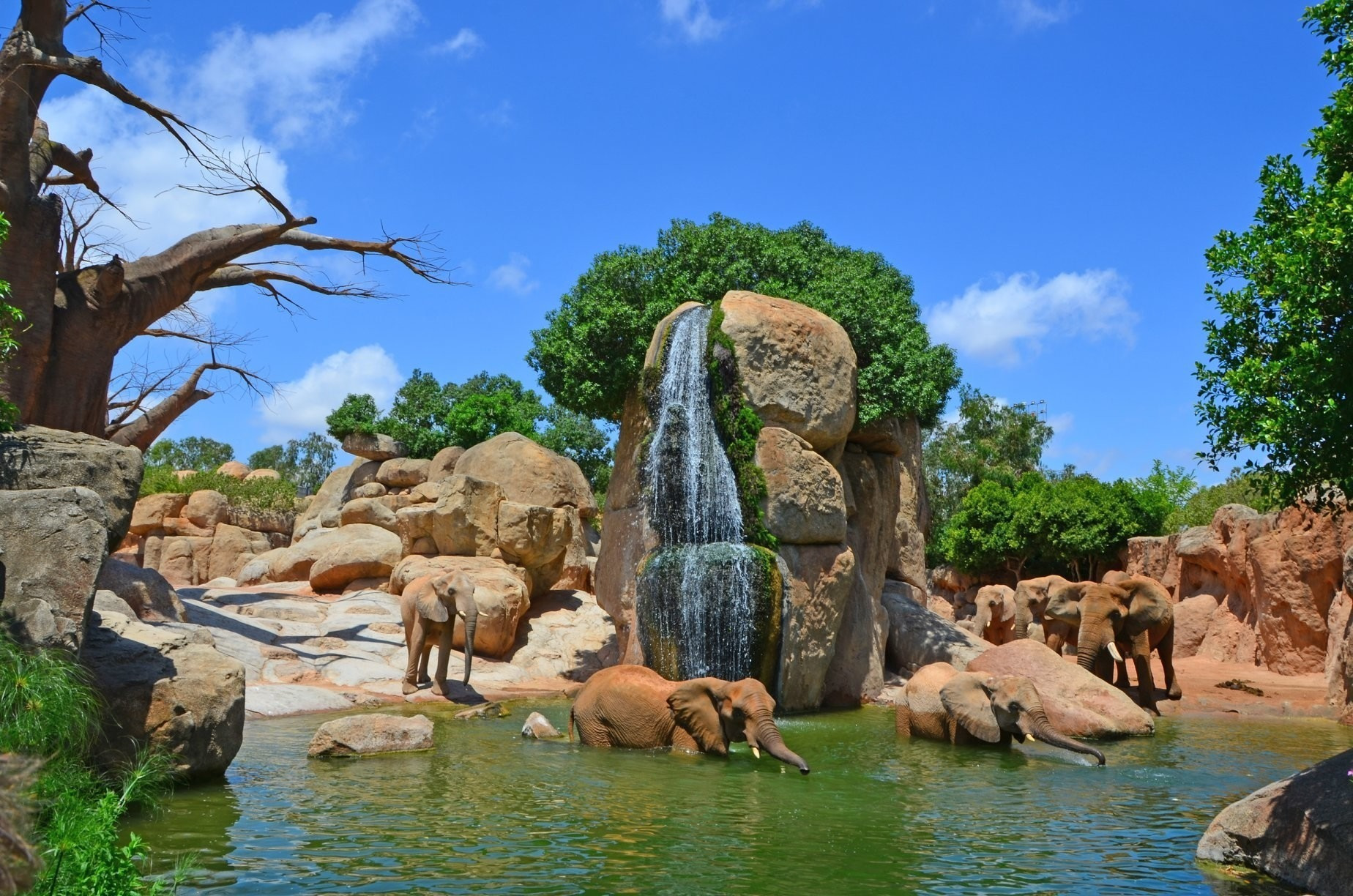 Éléphants se baignant près d'une cascade dans un enclos naturel, parfait pour 10 choses à faire en hiver à Valence | Appartements Port Valencia