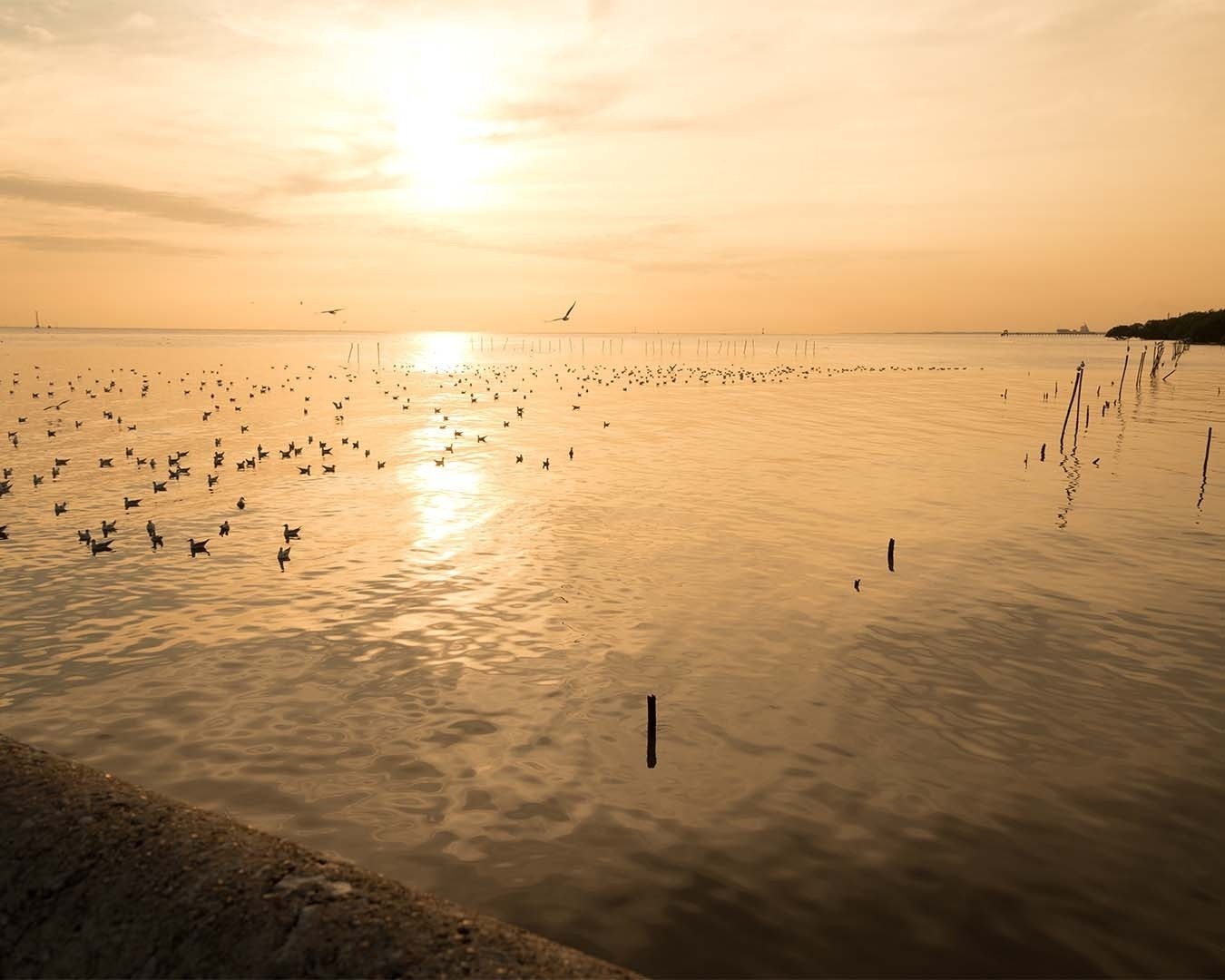 Atardecer dorado en el Gran Hotel del Coto con aves marinas nadando.