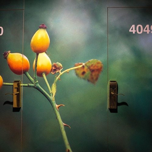 dos puertas con la número 4050 y 4049 en ellas