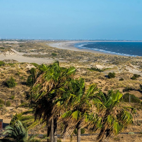 una playa con dunas de arena y palmeras en primer plano