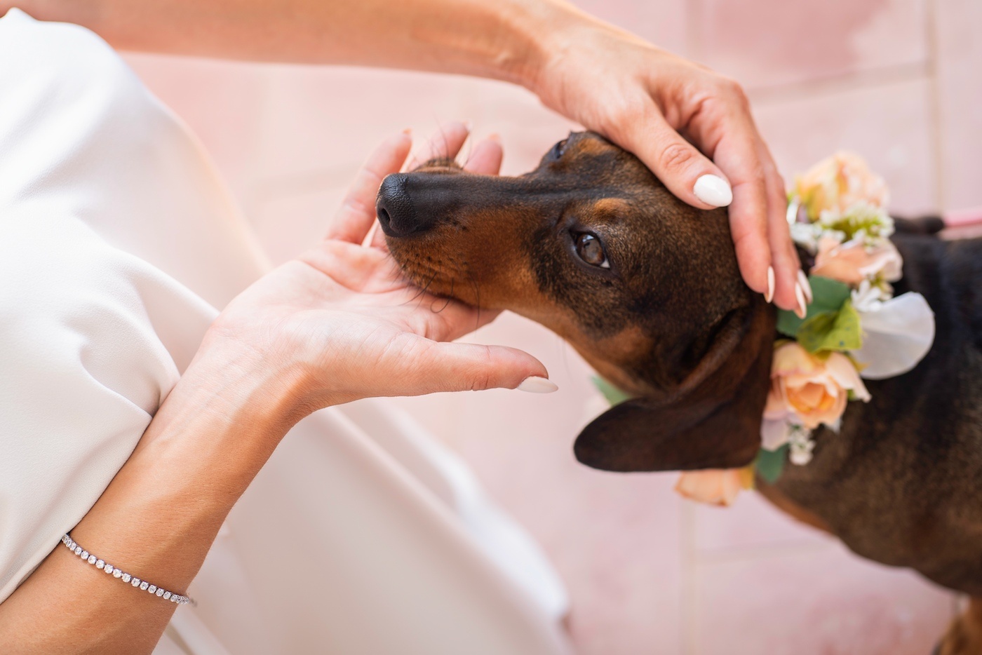Dachshund with flowers, near Roger De Flor By Seleqtta.
