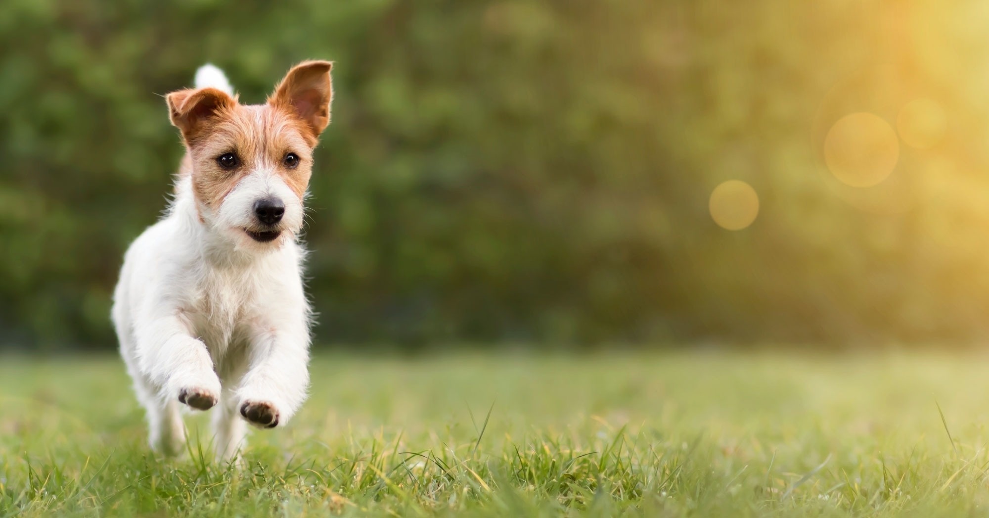 a small brown and white dog is running in the grass