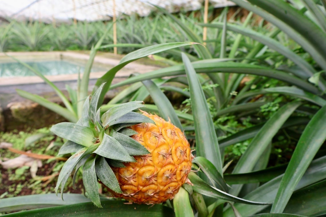 um abacaxi está crescendo em uma planta com folhas verdes