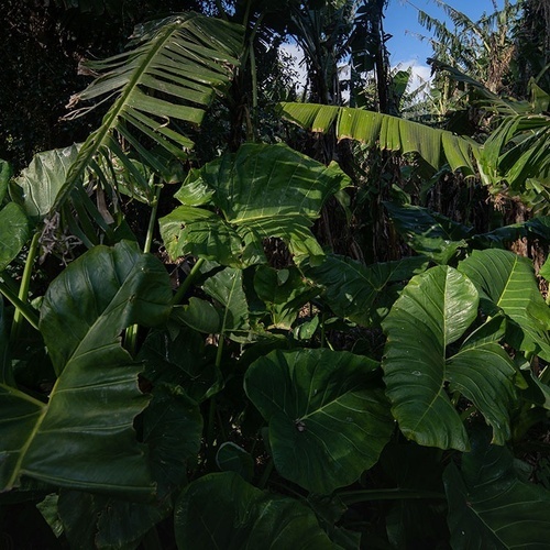 a lush green forest with lots of plants and trees