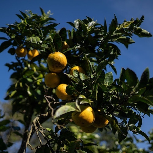 a bunch of oranges hanging from a tree with a blue sky in the background