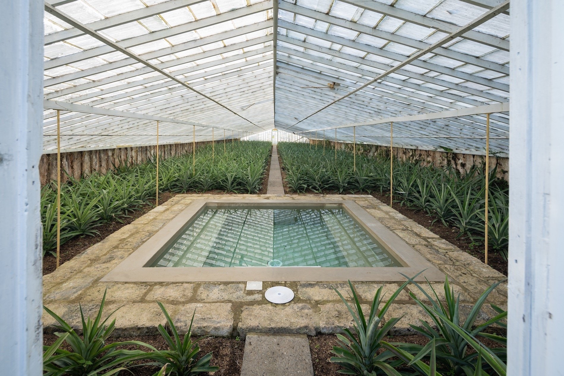 un invernadero lleno de plantas y una piscina