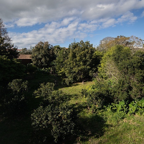 a lush green forest with a house in the background