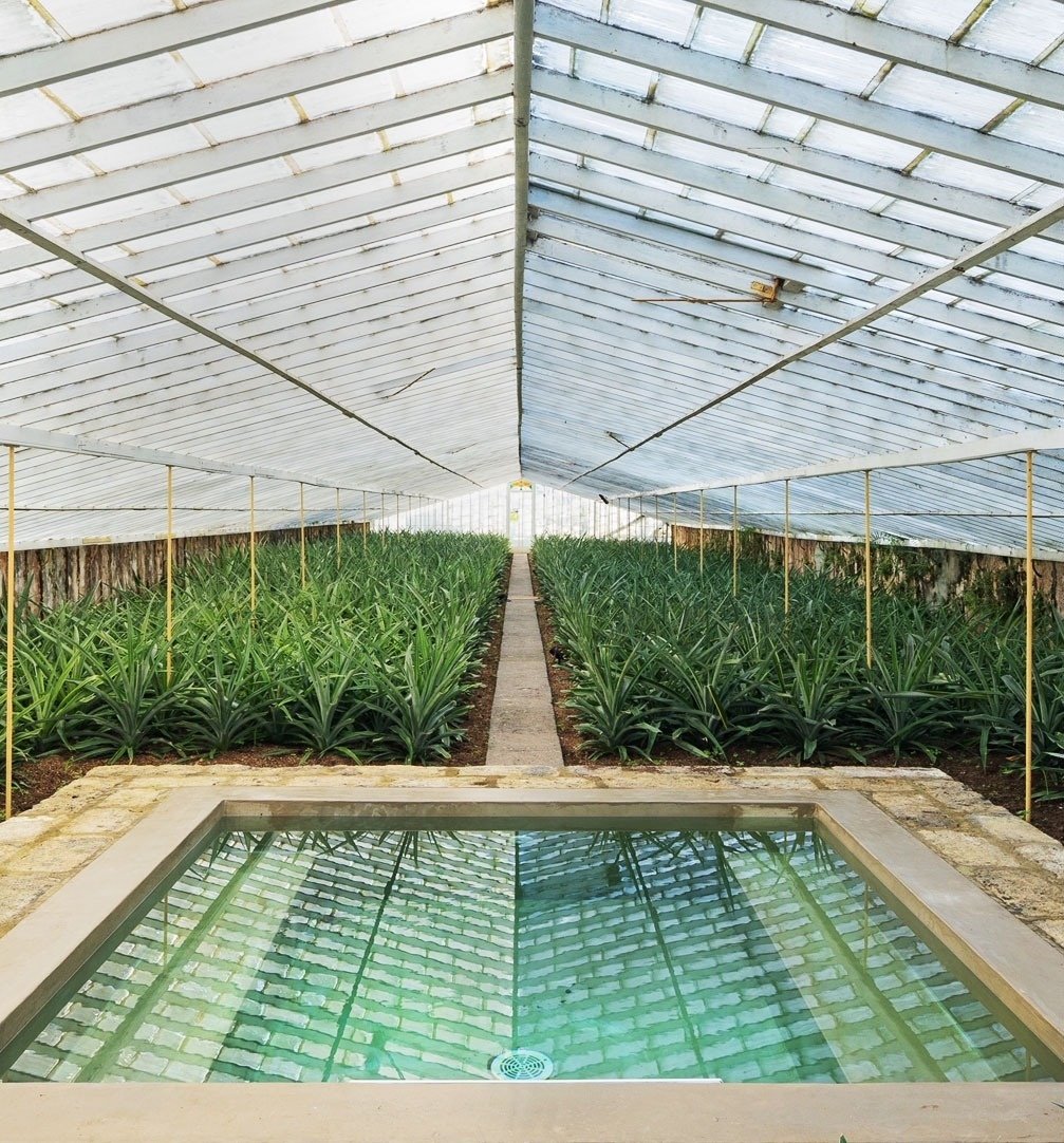uma estufa coberta com muitas plantas e uma piscina