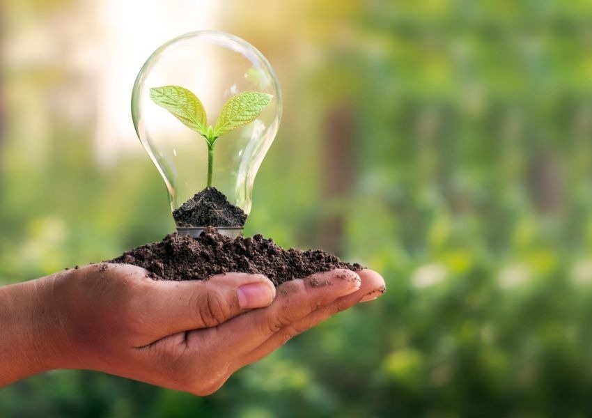 a person holding a small plant in their hands