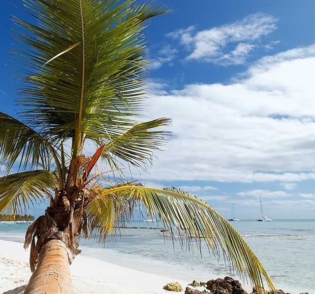a palm tree on a beach with the ocean in the background