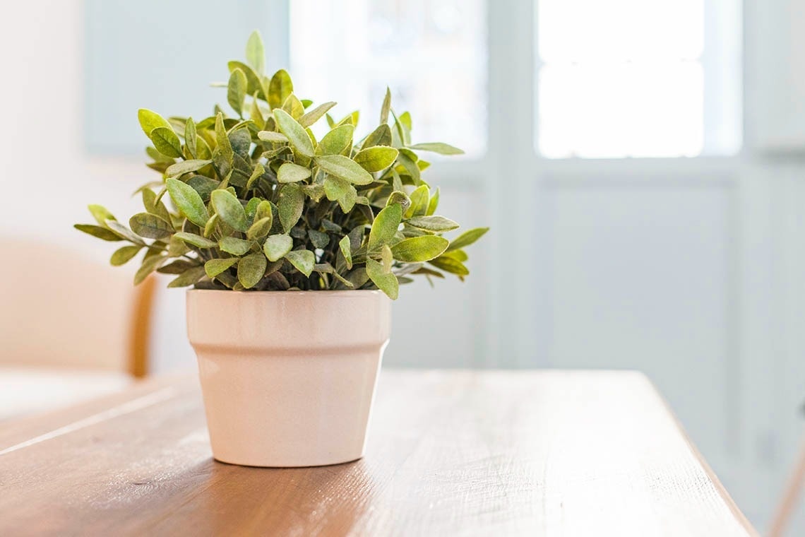 Apartamentos Suites Santa Cruz