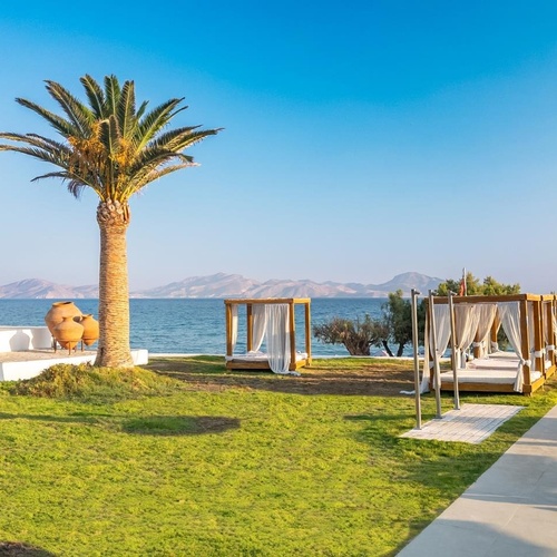 a palm tree is in the middle of a lush green field