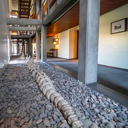 Una grande struttura ossea segmentata giace su un letto di ciottoli all'interno di un moderno spazio architettonico con pilastri in cemento e soffitti in legno.