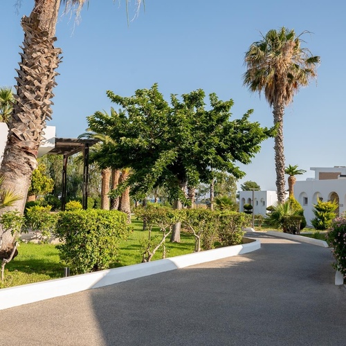 a path with palm trees along the side of it