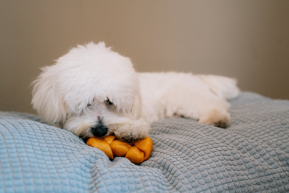 Fluffy white dog chewing toy on a textured bed, perfect for a pet-friendly Smy: Corporativa.
