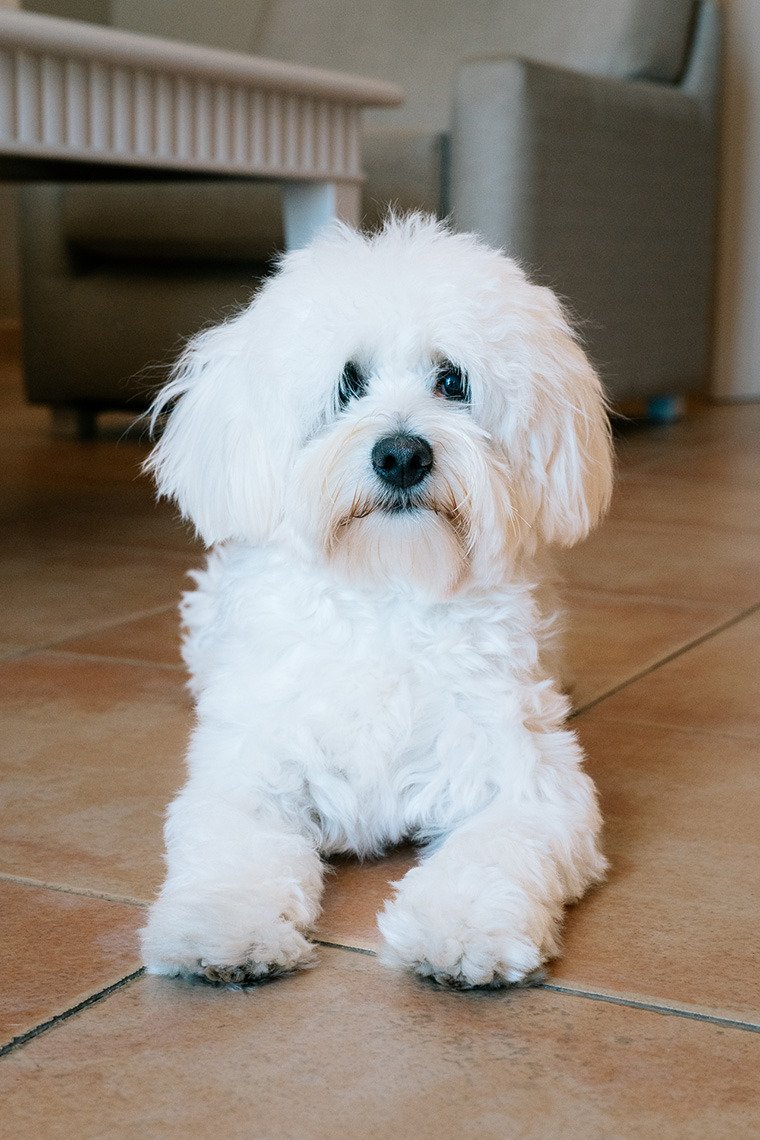 Fluffy white dog relaxing on hotel floor Smy: Corporativa