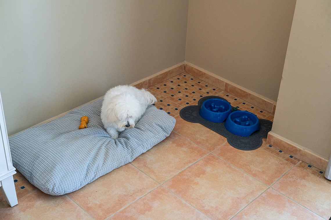 Fluffy white Smy: Corporativa rests on a gray dog bed next to blue food bowls in a hotel room corner.