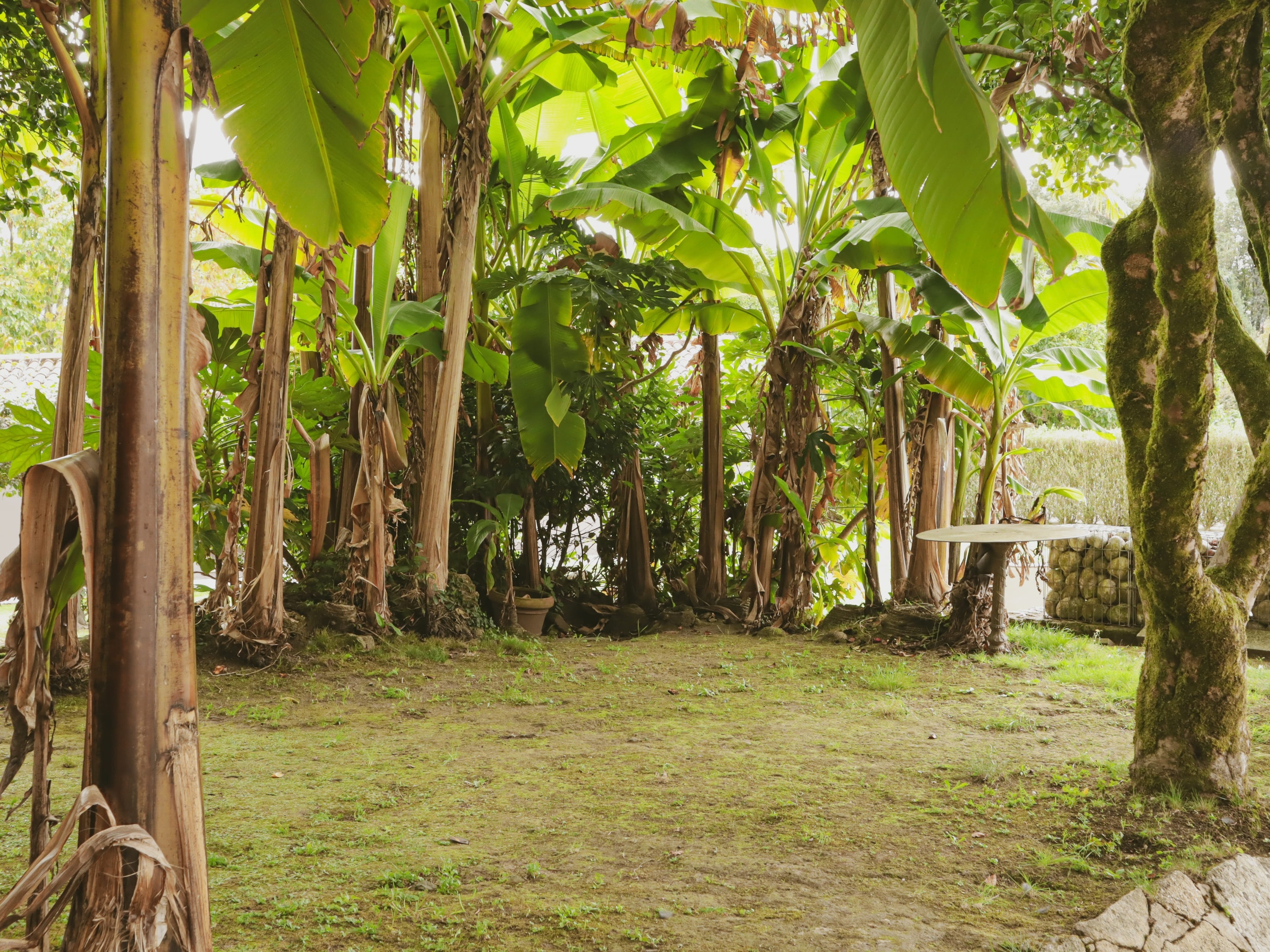 un camino a través de un parque con árboles y arbustos