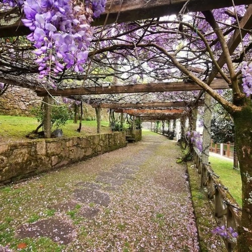 un camino cubierto de flores moradas en un parque
