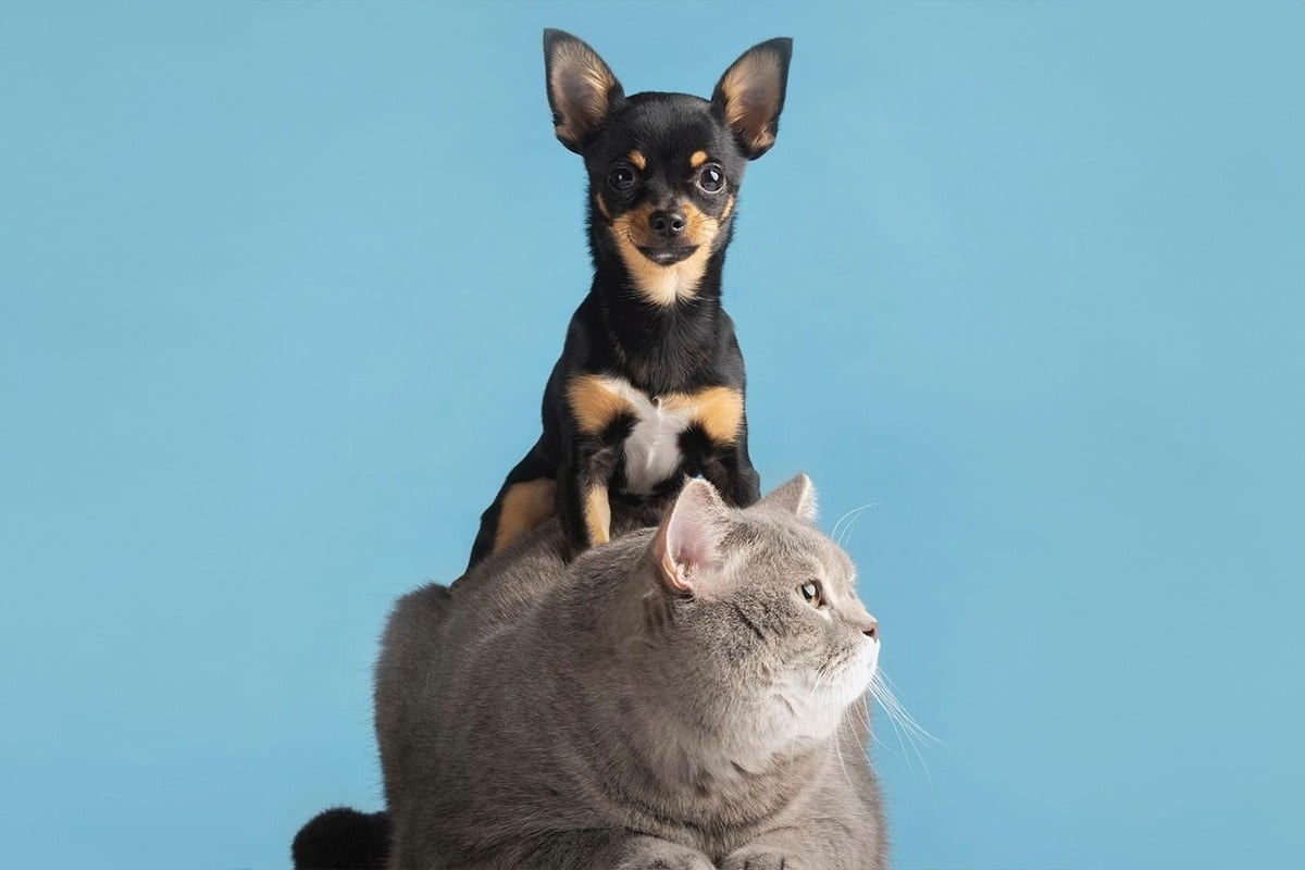 Tiny chihuahua sits on fluffy British Shorthair cat. SNO: Beret