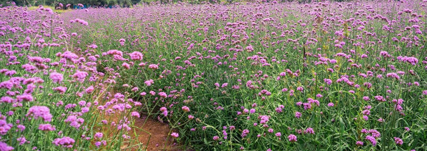 a river running through a small village with mountains in the background .