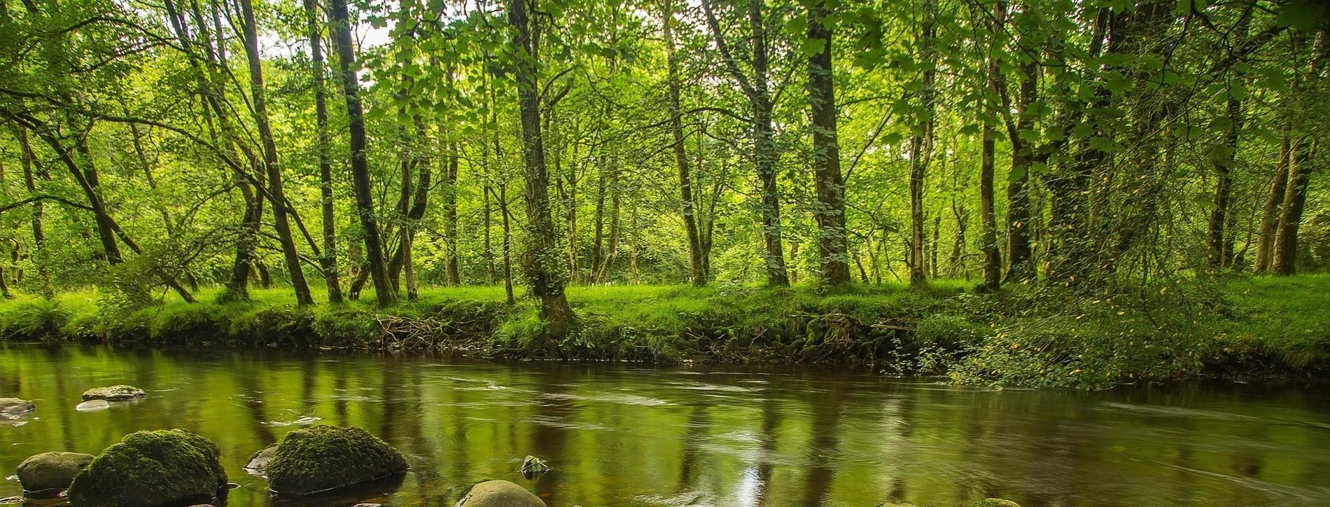 un río que fluye a través de un bosque verde
