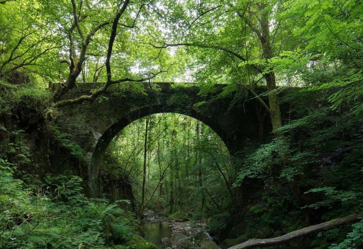 un puente de piedra sobre un río en medio de un bosque