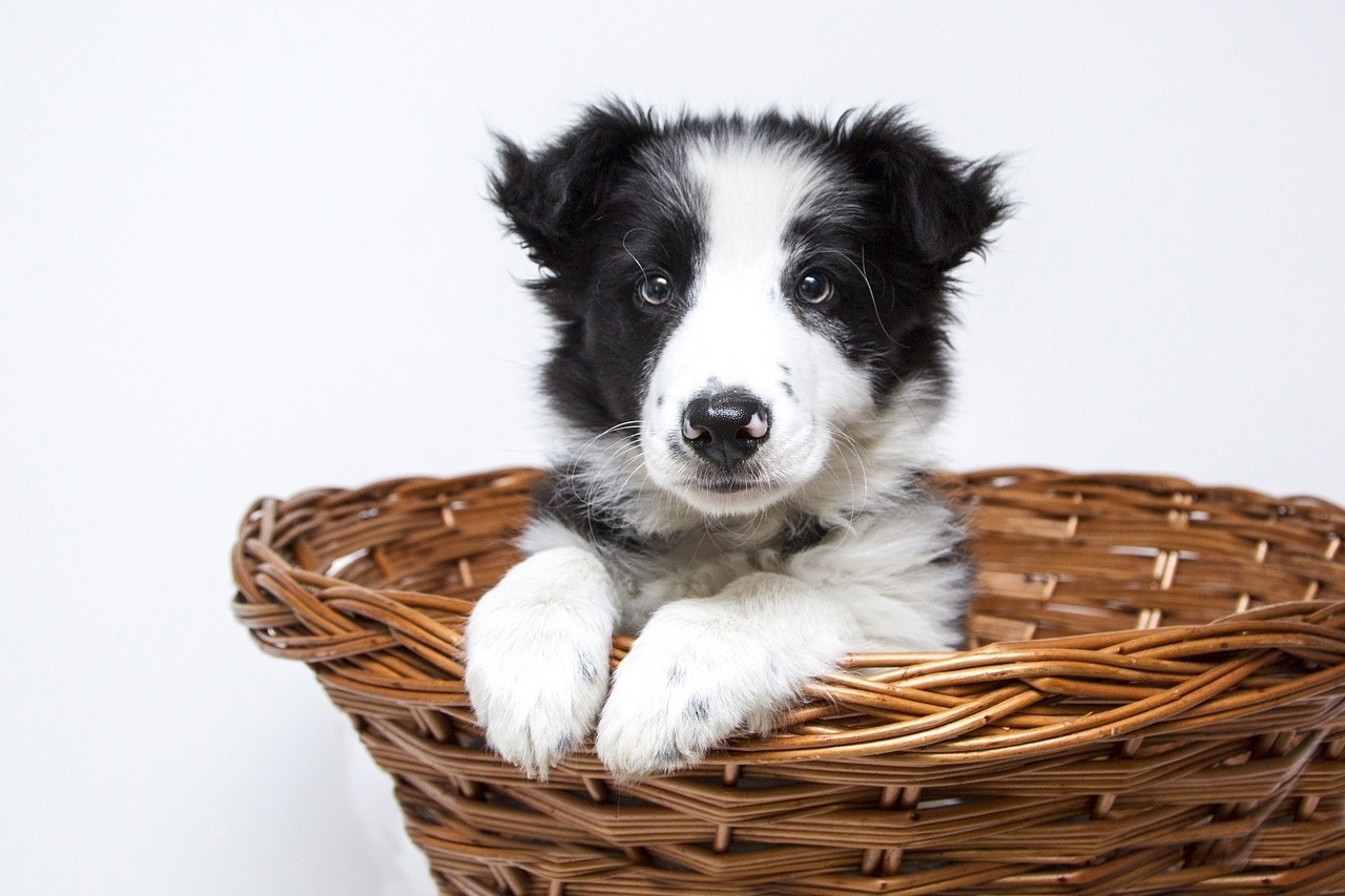 a black and white puppy is laying in a wicker basket