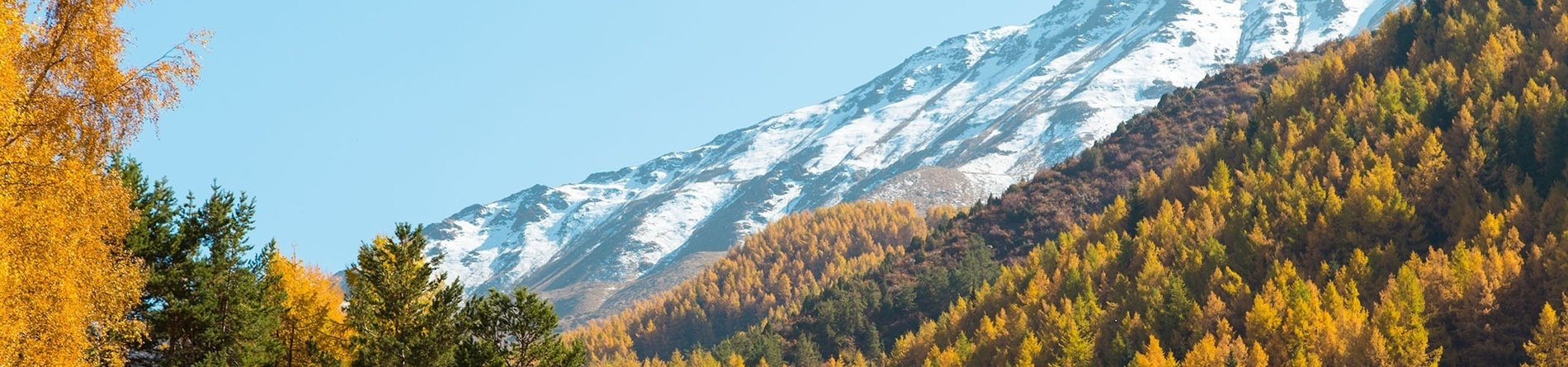 a snowy mountain behind a forest with yellow trees