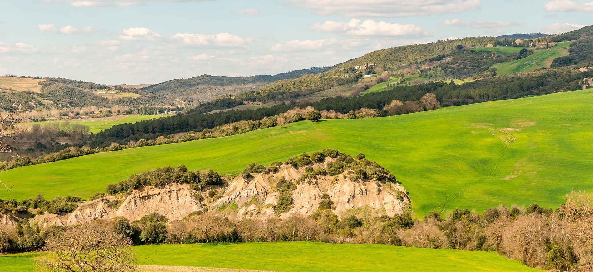 a lush green hillside with trees and grass on it