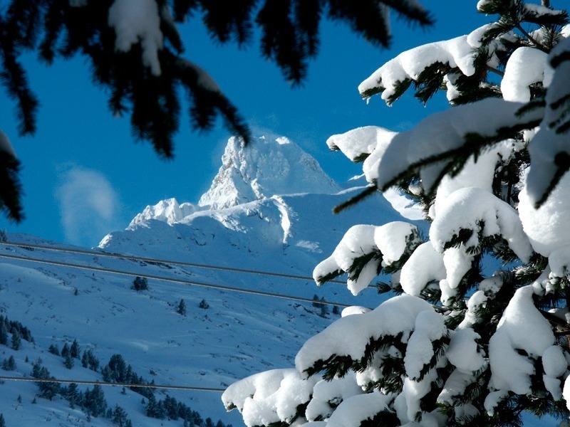 snow covered trees with a mountain in the background