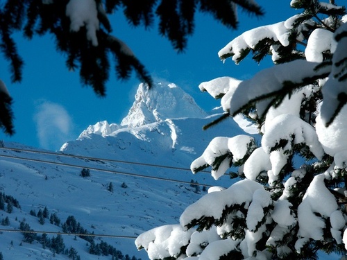 un árbol cubierto de nieve con una montaña en el fondo