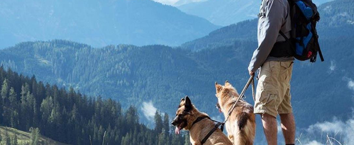 un homme avec un sac à dos se tient à côté de deux chiens .