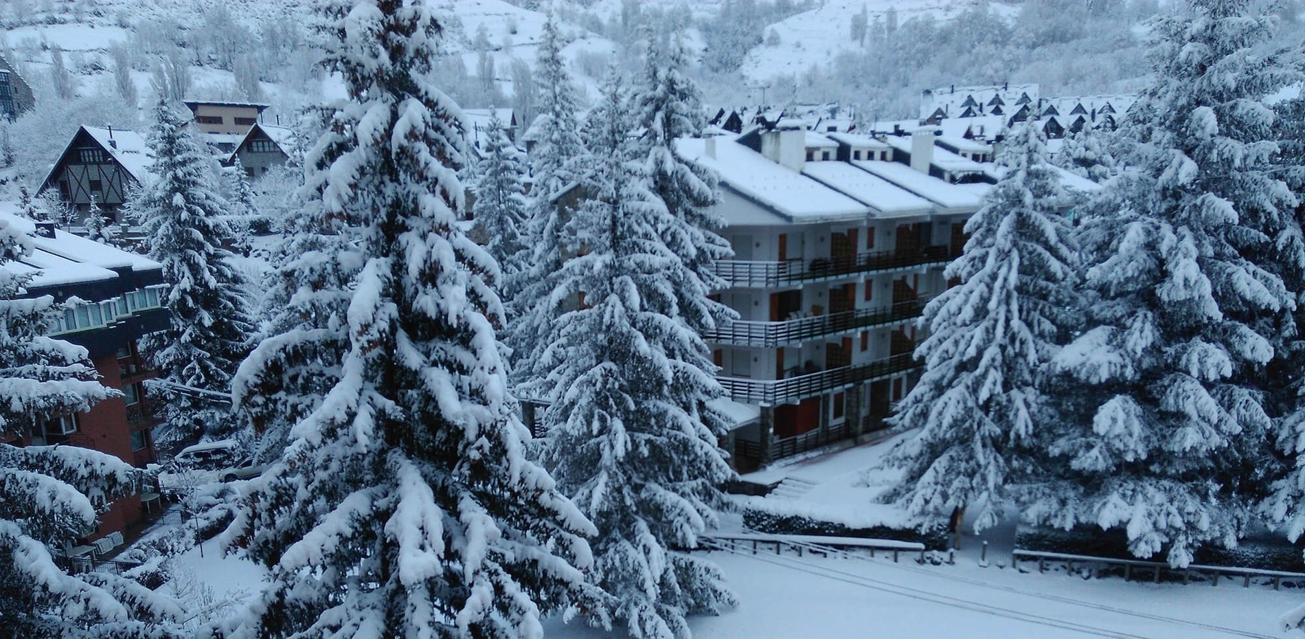 un grupo de árboles cubiertos de nieve frente a un edificio