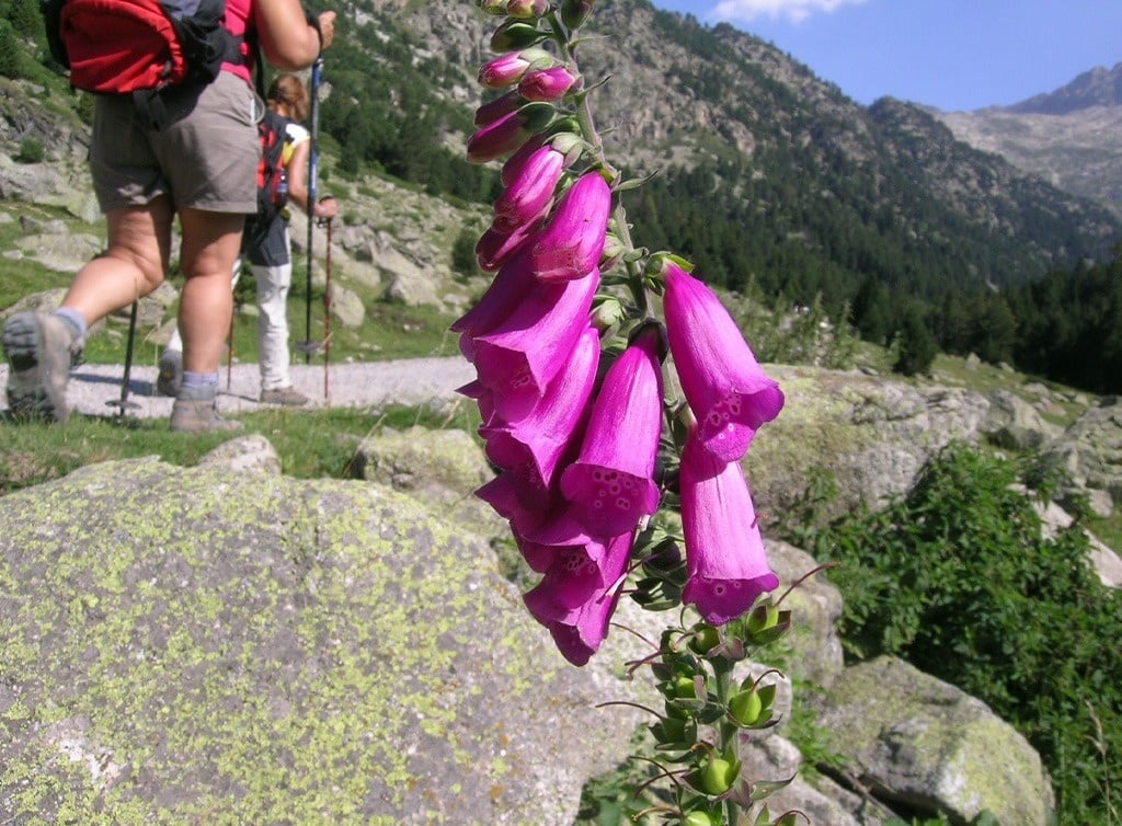 un gros plan d' une fleur violette avec des montagnes en arrière-plan