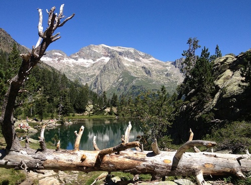 un tronc d' arbre est assis à côté d' un lac avec une montagne en arrière-plan
