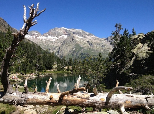 un tronco caído en un lago con una montaña en el fondo