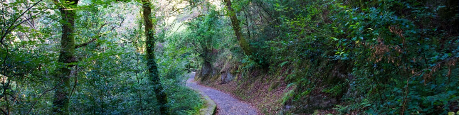 una montaña cubierta de nieve con un bosque en primer plano