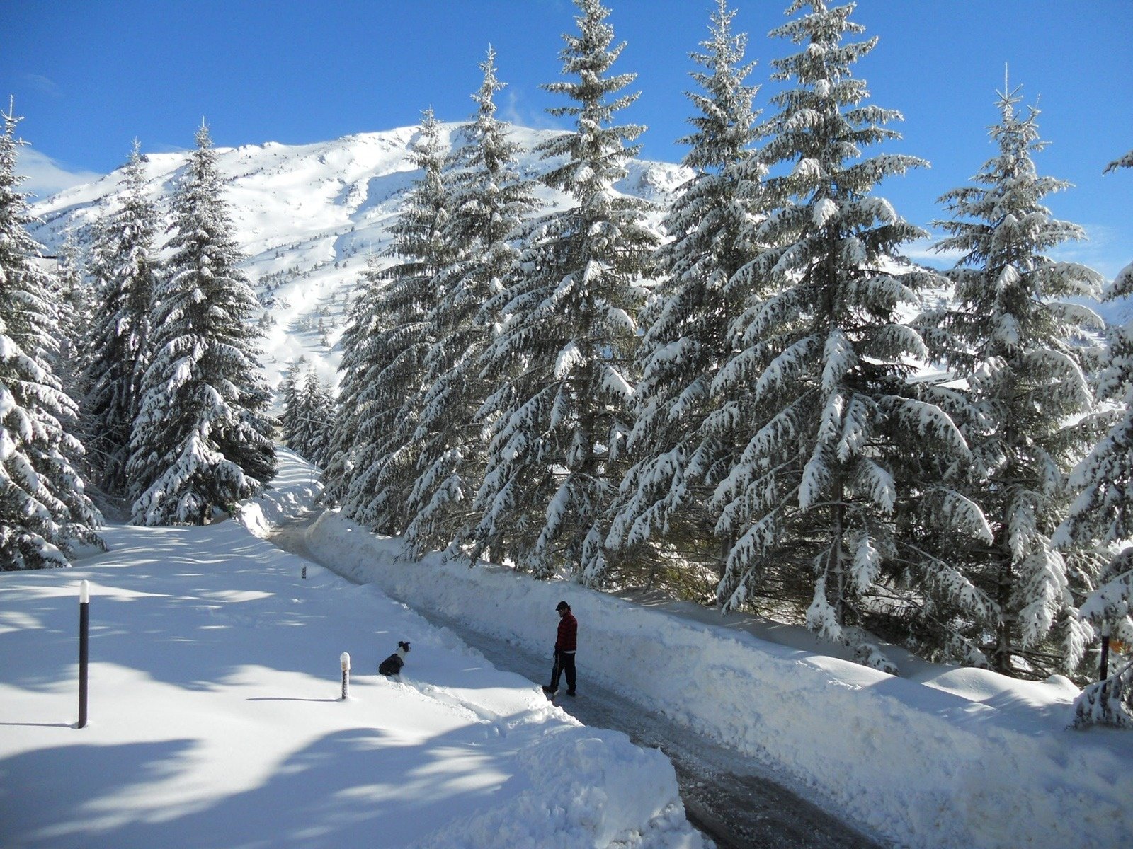 un homme se tient sur une route couverte de neige avec des arbres couverts de neige en arrière-plan