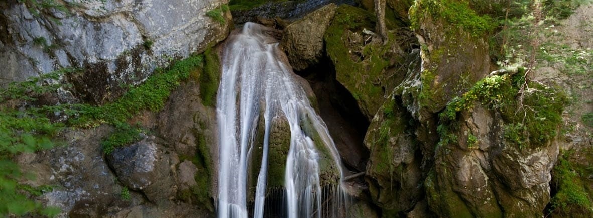 un bosque de árboles amarillos y una montaña en el fondo