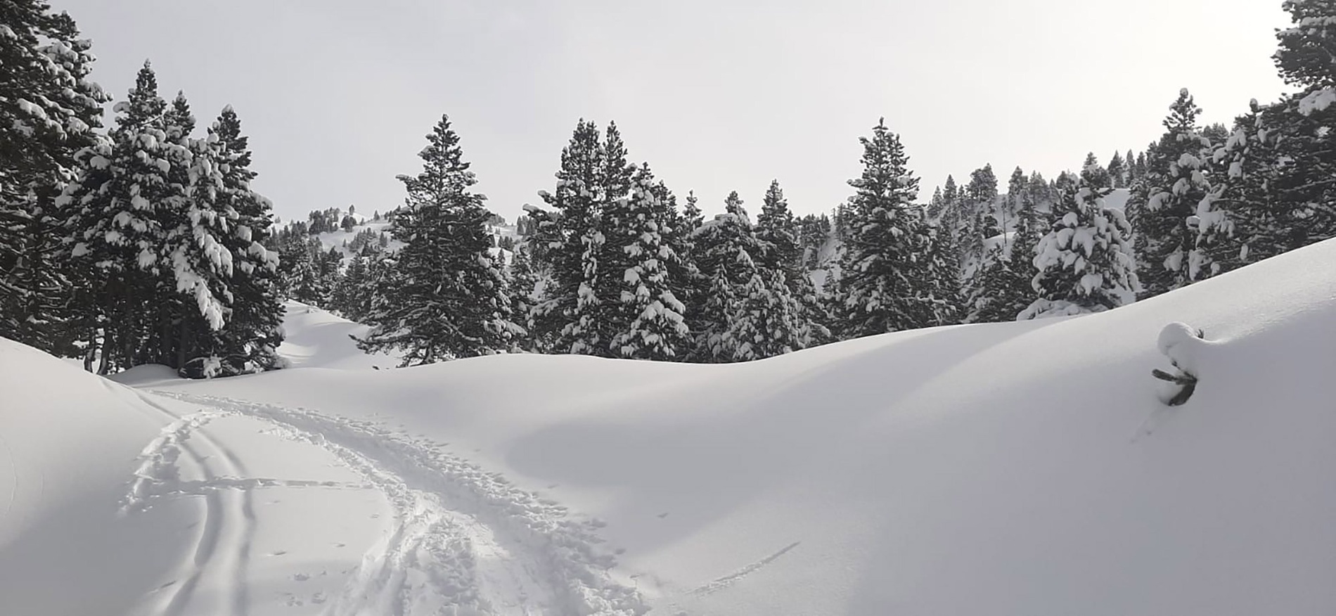 un camino cubierto de nieve conduce a un bosque cubierto de nieve