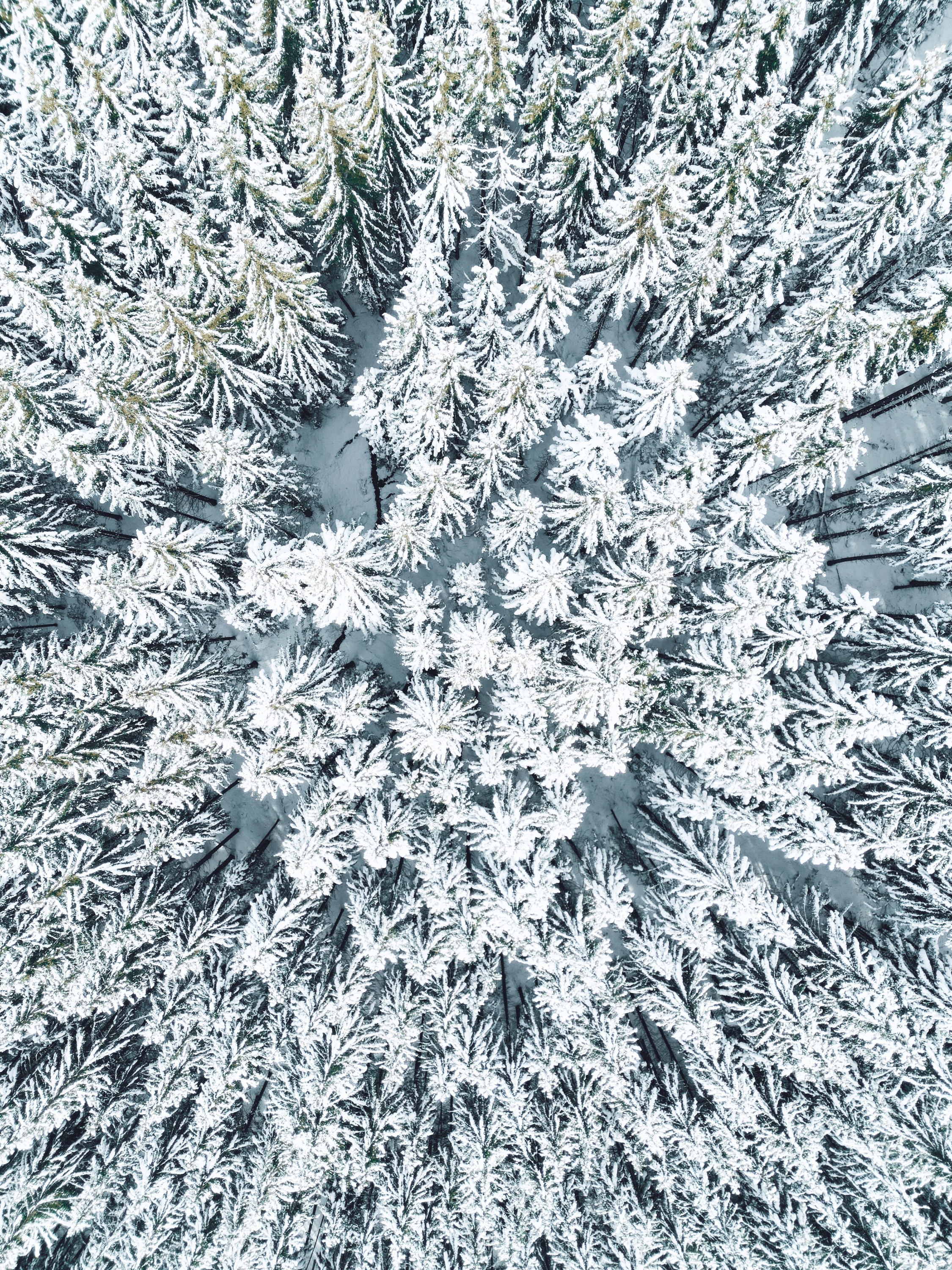 un lago con montañas en el fondo y flores moradas en primer plano