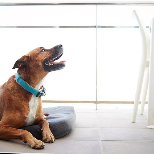 un perro con un collar azul está acostado en una cama para perros