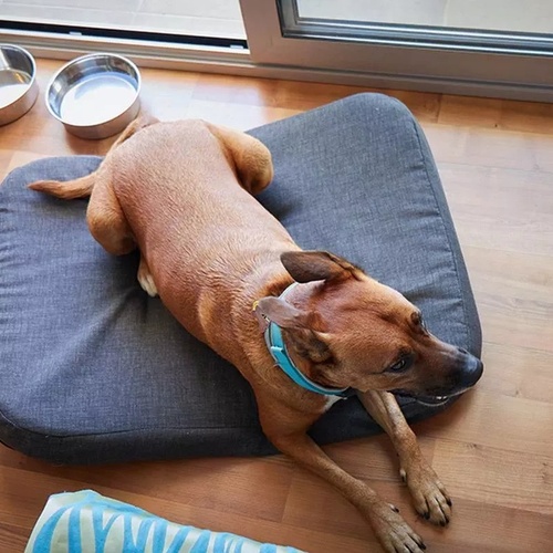 un perro marrón está acostado en una cama de perro