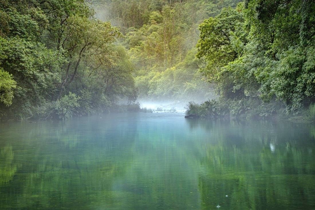 une rivière entourée d' arbres et de brouillard