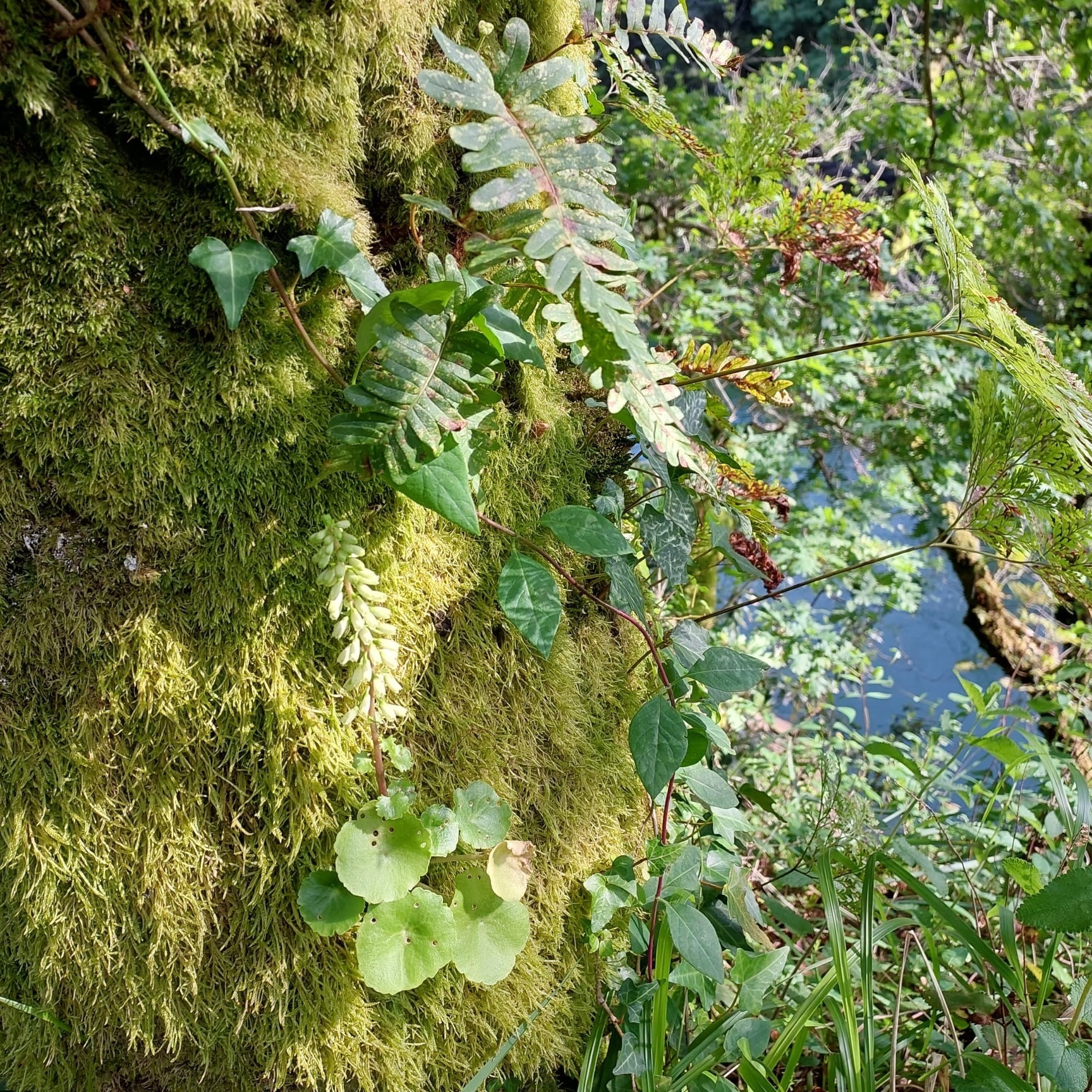 un chemin traverse un parc verdoyant avec un bâtiment en arrière-plan