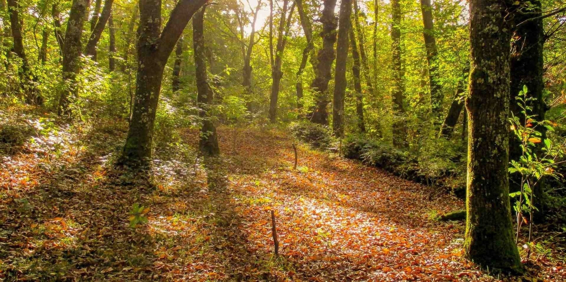 un grupo de rocas en la orilla del océano al atardecer