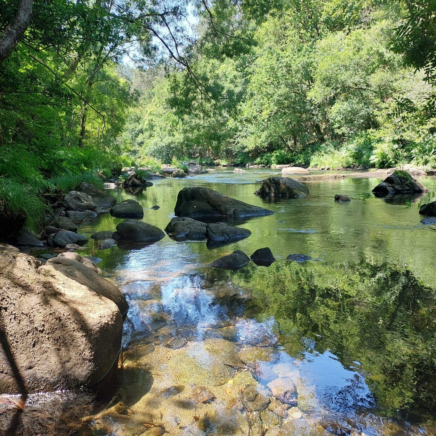 Río de bosque exuberante con rocas y reflejos, ideal para retiros en la naturaleza.