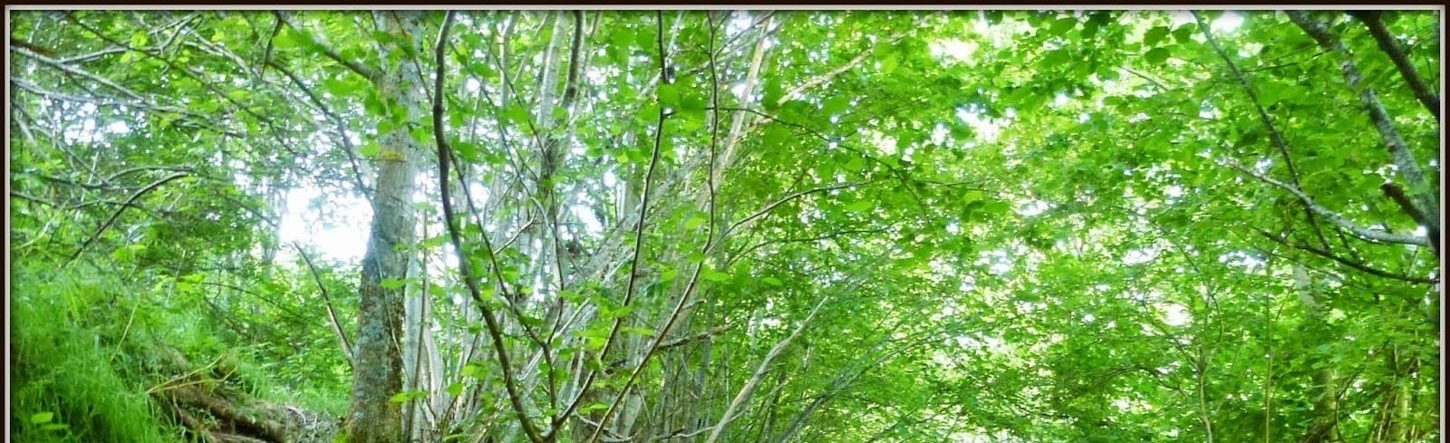 un bosque lleno de árboles y hojas verdes