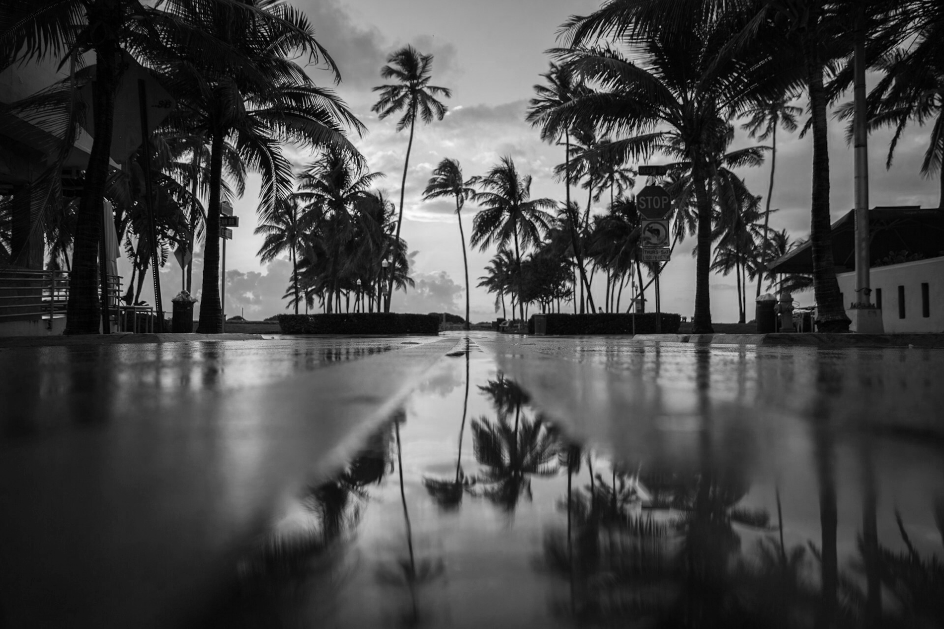 a black and white photo of palm trees and a sign that says no parking=s1900